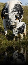 (6)  Route du Fromage - fromagerie Heinrich